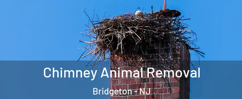  Chimney Animal Removal Bridgeton - NJ