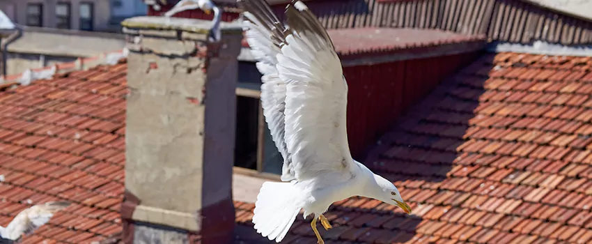 Residential Chimney Animal Removal Solution in Bridgeton, NJ